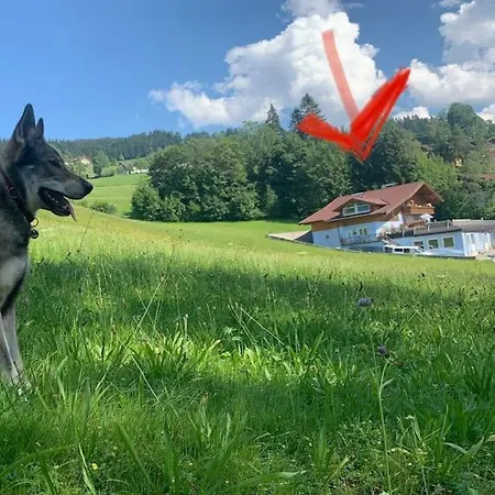 Urlaub Mit Hund Im Salzburger Land Apartment