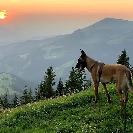 Apartment Urlaub Mit Hund Im Salzburger Land
