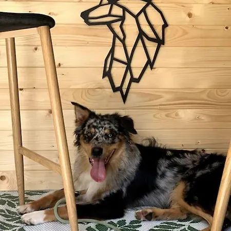 Urlaub Mit Hund Im Salzburger Land Appartement Wegscheid